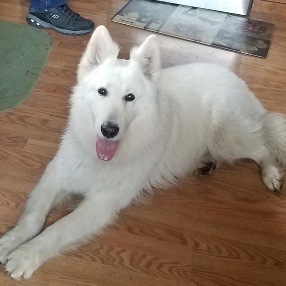 Meet your Posher, Angie - Picture 4 of 8